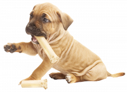 a puppy with a chew